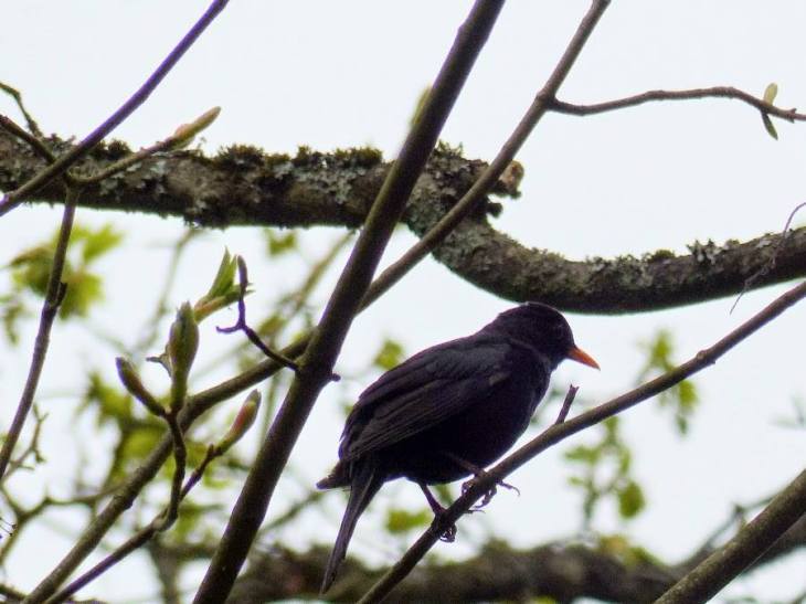 12805791_1161658127177914_5473017278947268843_n